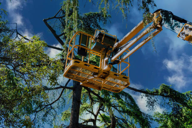 Reliable Laguna Heights, TX Tree Services Solutions