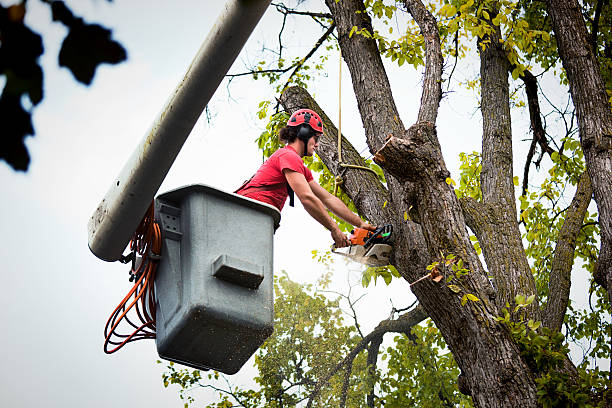 How Our Tree Care Process Works  in Laguna Heights, TX